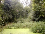 Moseley Bog, a Floresta Velha