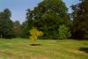 tolkien_oxford_22_two_trees_s
