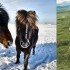 islandic horse