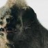 Warg em O Senhor dos Anéis – As Duas Torres