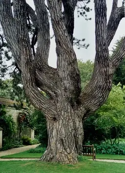 Pinus Nigra.jpg