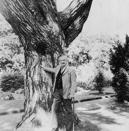 Pinus Nigra e Tolkien.jpg