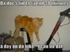 funny-pictures-cat-excercise-bike.jpg