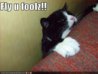 funny-pictures-fly-you-fools-gandolf-cat.jpg
