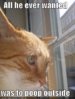funny-pictures-orange-cat-poop-outside-window.jpg