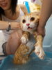 bathing-cats-4.jpg