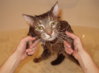 bathing-cats-8.jpg