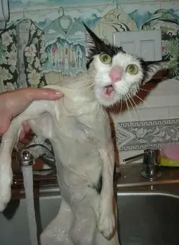 bathing-cats-9.jpg