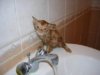 bathing-cats-7.jpg