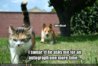 funny-pictures-dogs-are-always-asking-lolcats-for-autographs.jpg