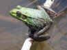 Frog greenfrog.jpg