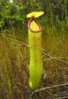 Pitcher_Plants_of_the_Old_World_1.jpg