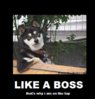 like a boss #1.jpg