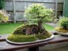 toca-bonsai.jpg
