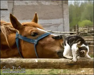 a-horse-sniffing-a-cat-butt.gif