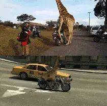 Girafa.gif