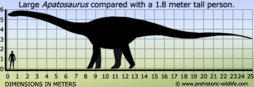 apatosaurus-size.jpg