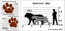 LionGraphs.jpg