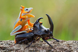 frog-riding-beetle-hendy-mp-2-718x479.jpg