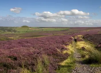 Heather_moorland_on_the_North_York_Moors.jpg