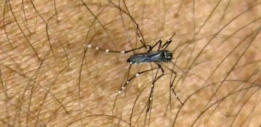 a-de-inseto-pelo-protege-o-corpo-de-picadas-de-insetos-pernilongo-mosquito-1425650499394_615x300.jpg
