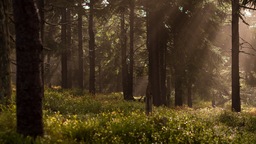 Magic-forest.jpg