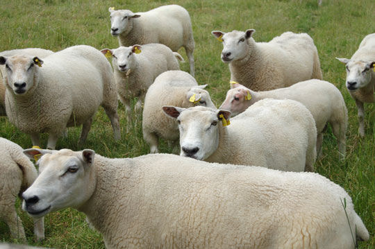 ovelhas+1.jpg