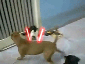 Jedi-Cat-Fending-Off-The-Enemy-Dog-Clan.gif