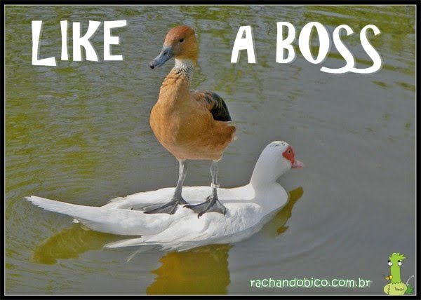 like-a-boss-duck%255B1%255D.jpg