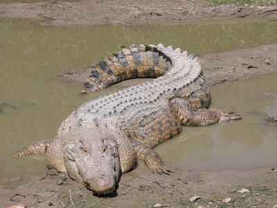 Crocodilo.jpg