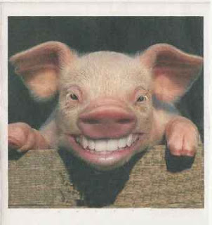 porcos-donos.jpg