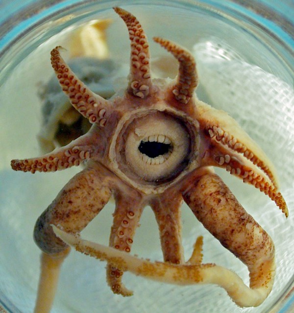 Promachoteuthis-Sulcus-creepy-squid-600x639.jpg
