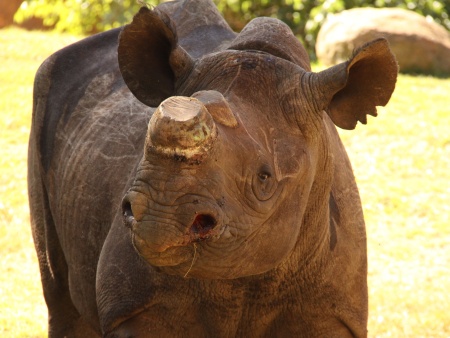 Phila-rinoceronte-AP-gd.jpg