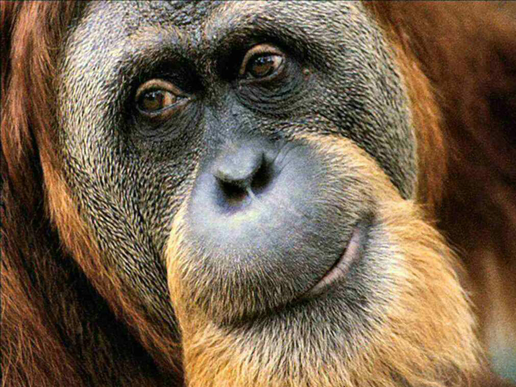 orangotango01.jpg