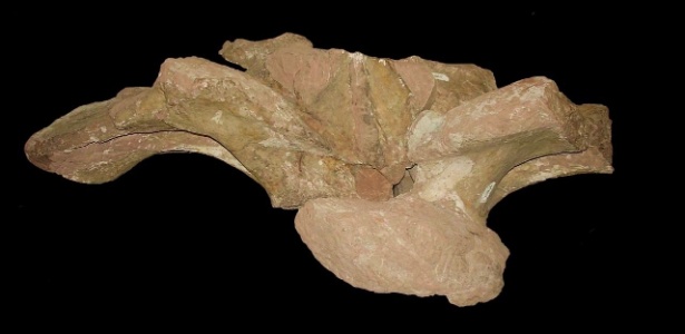 cientistas-anunciaram-na-manha-desta-quarta-feira-5-no-museu-de-ciencias-da-terra-no-rio-de-janeiro-rj-a-descoberta-do-que-anunciaram-ser-o-maior-dinossauro-ja-encontrado-no-brasil-com-25-metros-de-1475682600556_615x300.jpg
