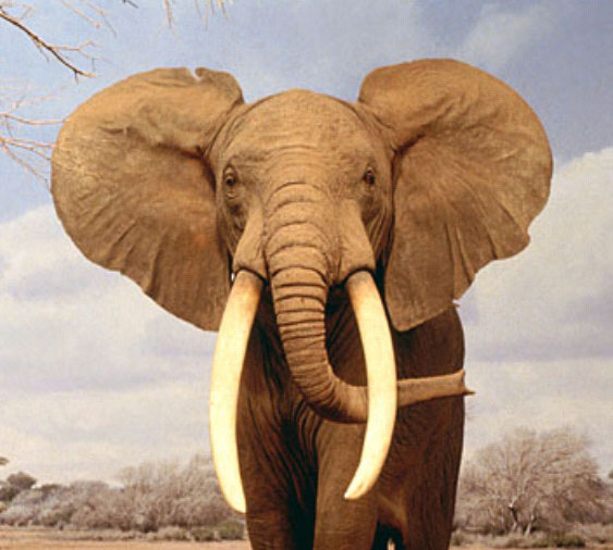 elefante3.jpg