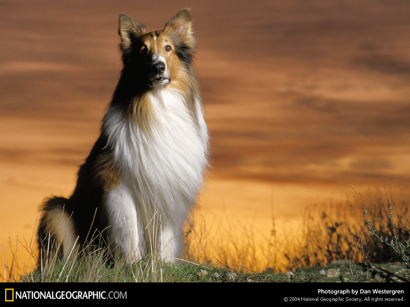 lassie-portrait-97768-sw.jpg