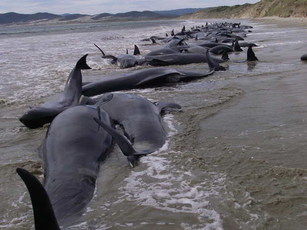 baleias-mortas-nova-zelandi.jpg