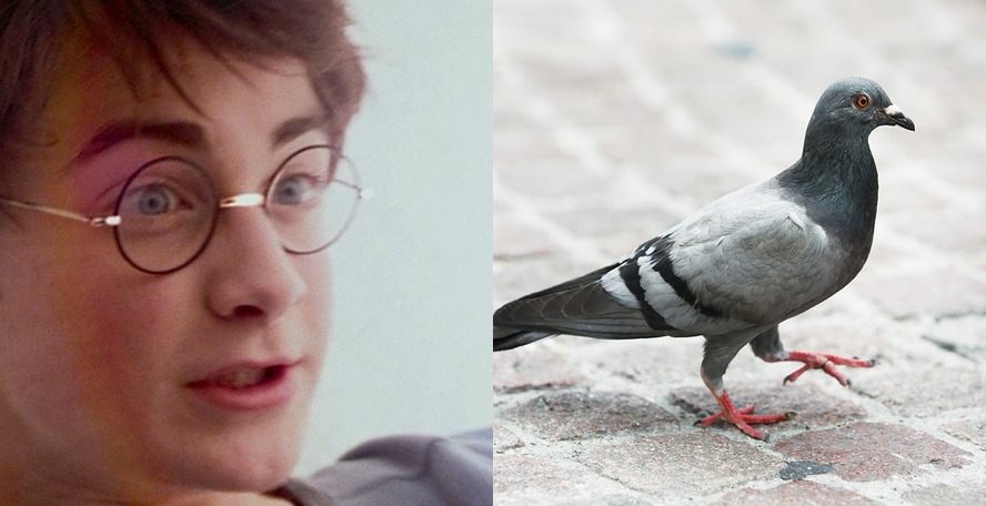 harry-potter-pigeon.jpg