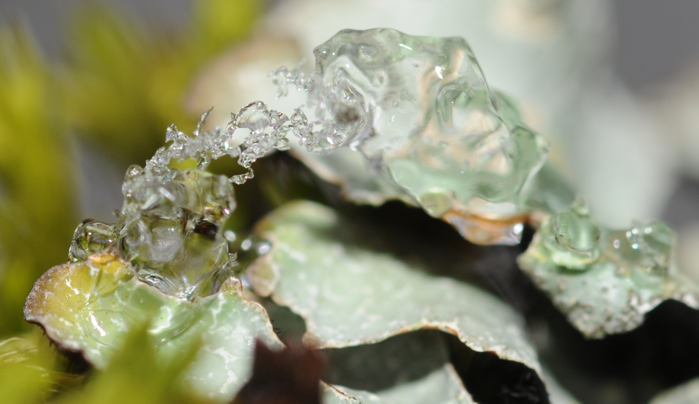 ComputerHotline_-_Snow_crystals_on_lichens_(by).jpg
