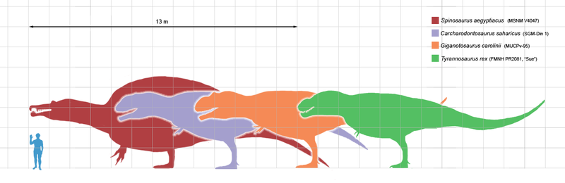 800px-Largesttheropods.png