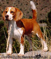 beagle-akc.jpg