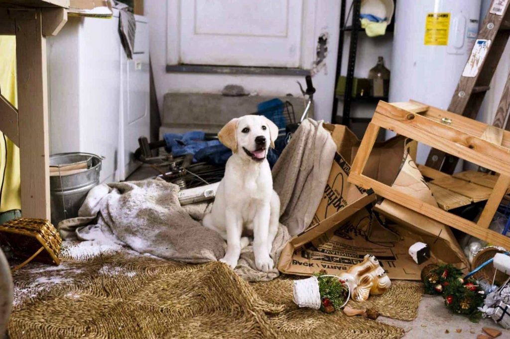 dog-messy-room-1024x682.jpg