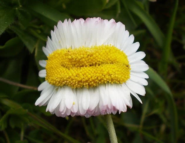 maxpixel-freegreatpicture-com-spring-mutant-daisy-bloom-flower-macro-blooming-593712-cke.jpg