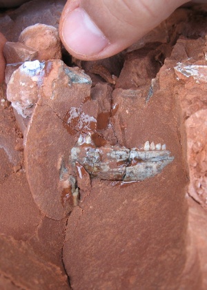 fossil-foi-descoberto-em-2007-em-um-barranco-a-beira-de-um-acude-em-uma-propriedade-rural-de-agudo-a-240-km-de-porto-alegre-1527265683406_300x420.jpg