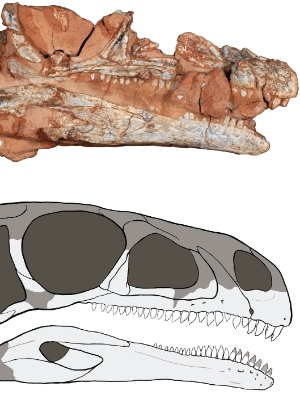 o-bagualosaurus-e-a-setima-especie-de-dinossauro-do-triassico-descoberta-no-rio-grande-do-sul-1527265820182_300x420.png