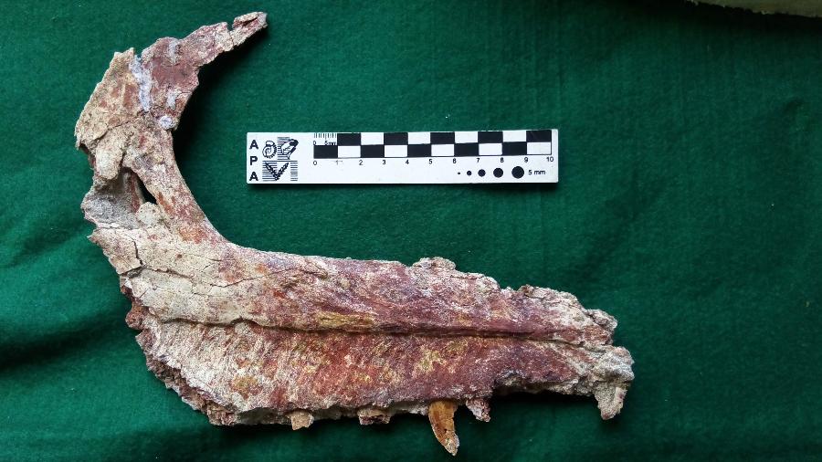 os-restos-de-dinossauro-carnivoro-tralkasaurus-cuyi-que-viveu-na-patagonia-argentina-ha-90-mil-anos-1581641535837_v2_900x506.jpg