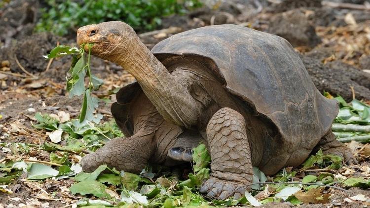 a-tartaruga-gigante-de-galapagos-1555966600167_v2_750x421.jpg