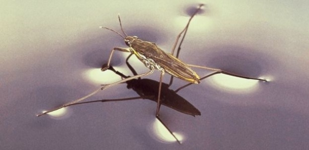 a-tensao-superficial-e-o-que-permite-que-alguns-insetos-possam-caminhar-sobre-a-agua-1533901268050_615x300.jpg