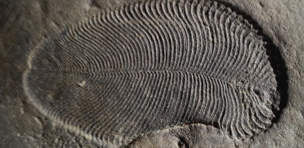 fossil-de-dickinsonia-encontrado-na-regiao-do-mar-branco-na-russia-1537464716264_615x300.jpg